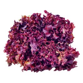 Red Lollo LETTUCE LOLLO ROSSO RED HOLLAND 2KG Online |Waynik by Safco