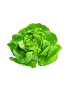 LETTUCE BOSTON HOLLAND 4KG