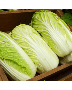 CABBAGE CHINEESE 7KG