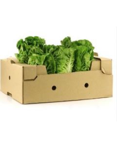 LETTUCE ROMAINE 8KG