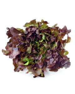 LETTUCE OAKLEAF RED 2KG                               
