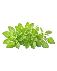 OREGANO FRESH KENYA 1KG                                    