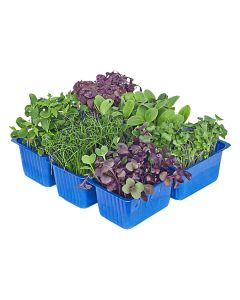 SAKURA MIX CRESS UAE 1KG                                  