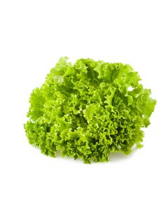 LETTUCE LOLLO BIONDA HOLLAND 2KG                                                                        