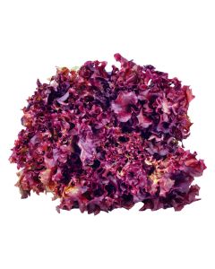 LETTUCE LOLLO ROSSO RED HOLLAND 2KG                                                                             