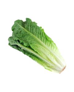 LETTUCE ROMAINE BABY UAE 4KG