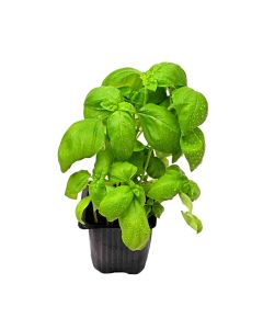BASIL FRESH POT 1X6PC                                                                                    