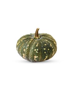 PUMPKIN GREEN OMAN 10KG                                                                           
